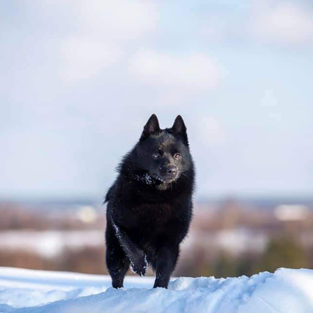 WINTERRA BRAVE