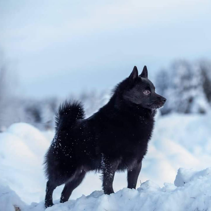 WINTERRA BRAVE